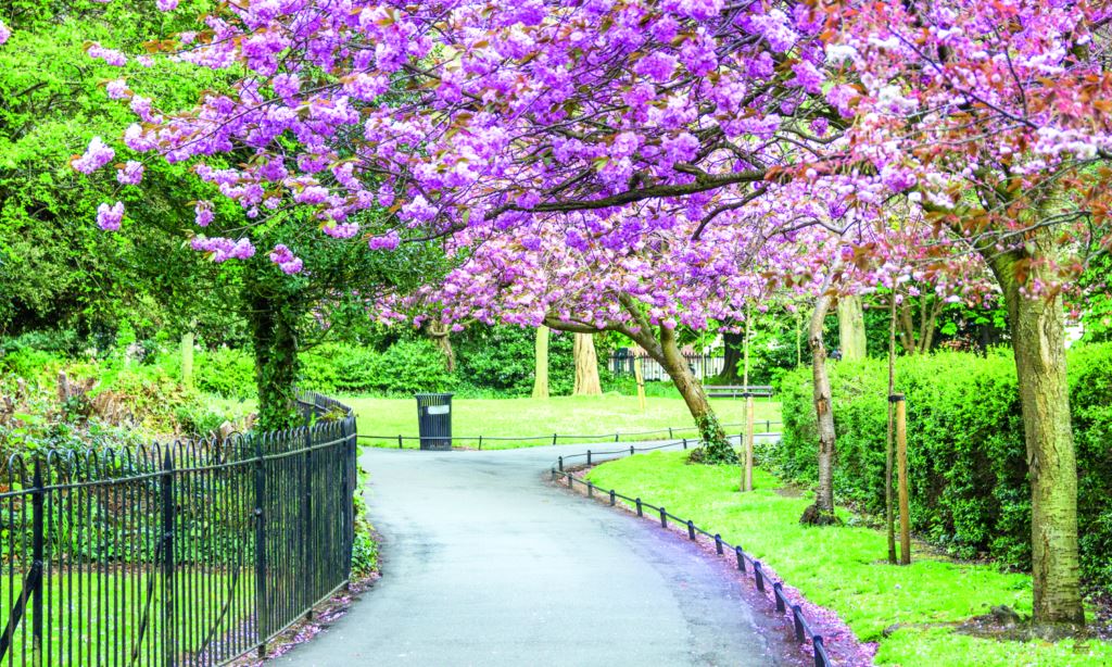 Beautiful Park Scenery Path Between Bushes Plants Pink Blossom Trees  Branches HD Nature Wallpapers  HD Wallpapers  ID 104924