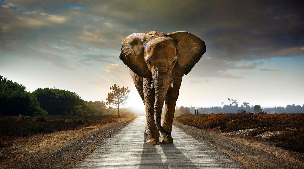 Buy Beautiful Elephant Wallpaper for wall for interior walls decor | Best Quality Wallpaper at Best Price Buy Beautiful Elephant Wallpaper for wall for interior walls decor | Best Quality Wallpaper at Best Price