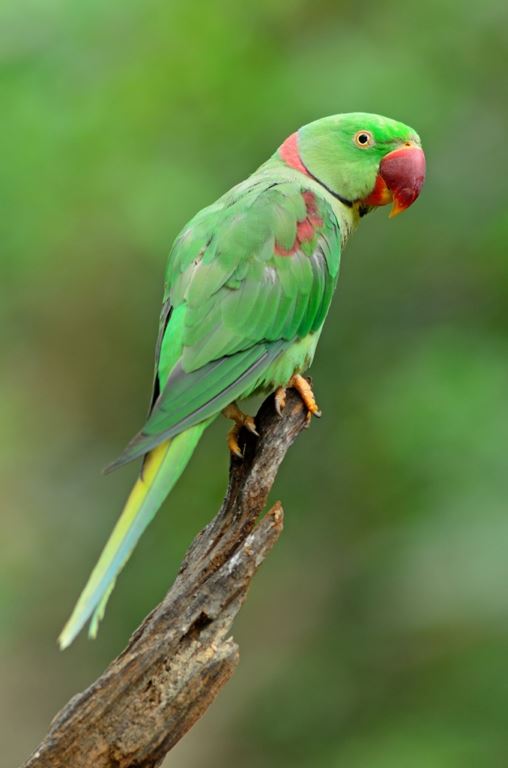 Parrot Digital Wallpaper for wall | Best buy for Birds Lovers Parrot Digital Wallpaper for wall | Best buy for Birds Lovers