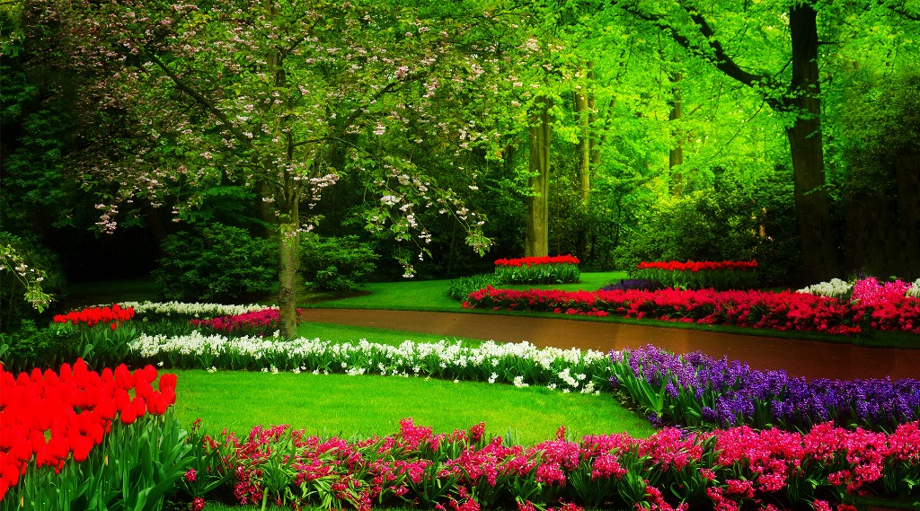 Decorate your home wall with lovely nature & beautiful landscapes of Dutch Tulip Garden Wallpaper Decorate your home wall with lovely nature & beautiful landscapes of Dutch Tulip Garden Wallpaper
