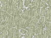 Green Marble with White Veins (84605)