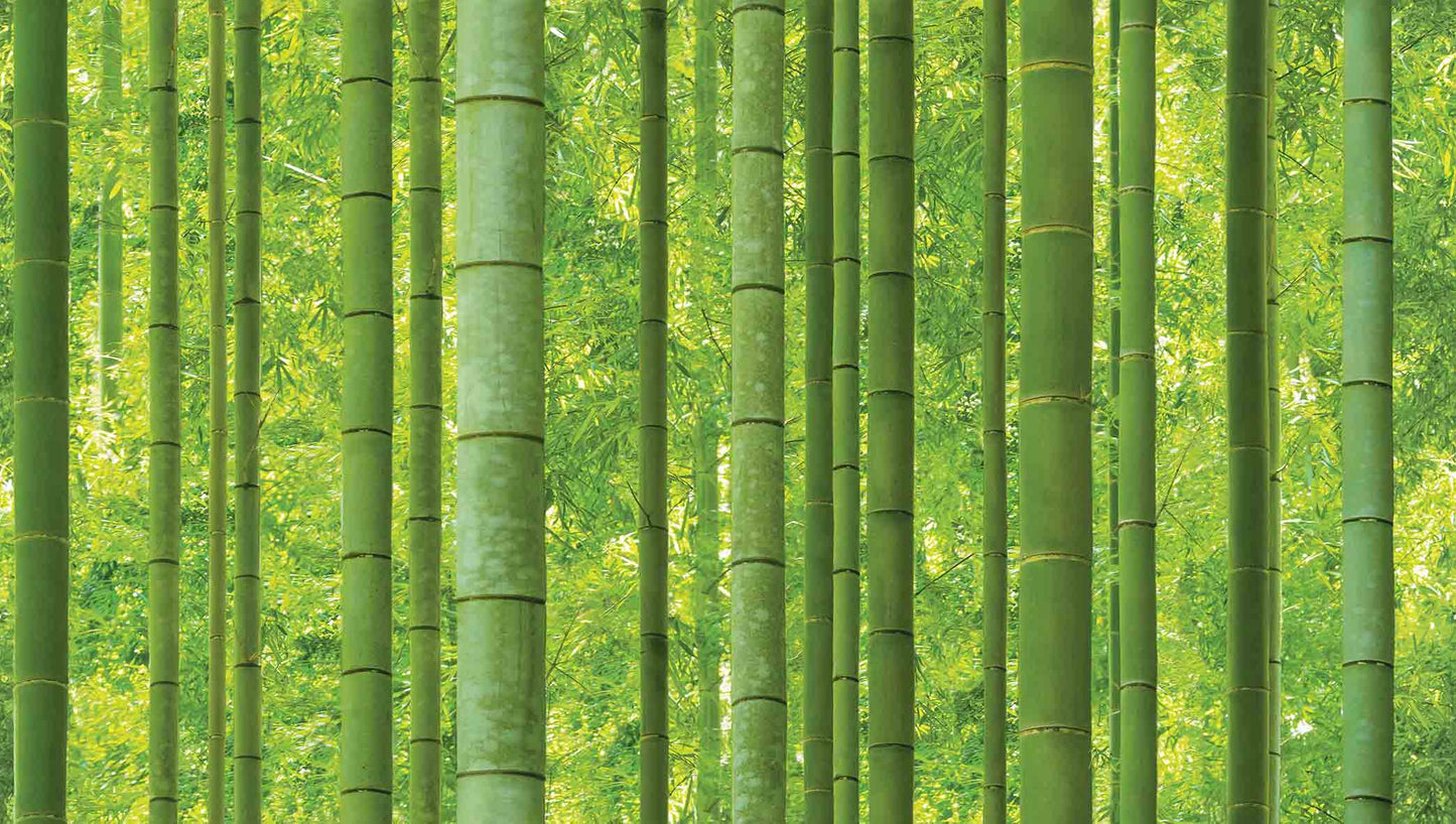 bamboo forest (88423-1)