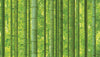 Bamboo Forest (88423-1)
