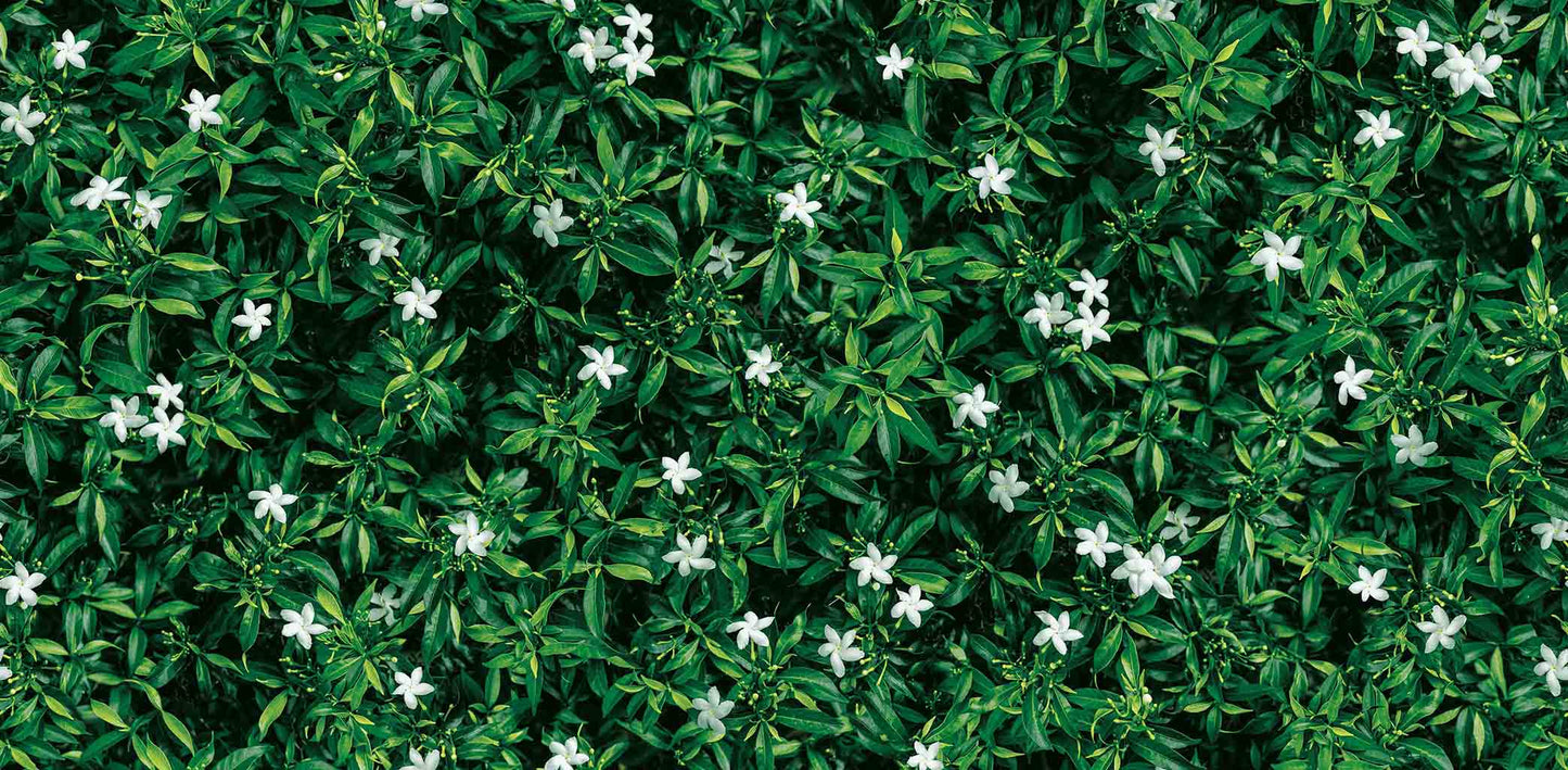 tropical botanical wall (88638-1)