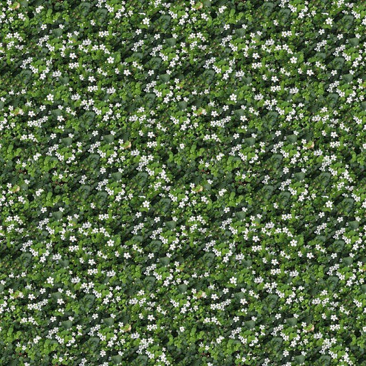 Daisy Dance (INS 145)