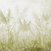 Grassy Glade (LDS 125)