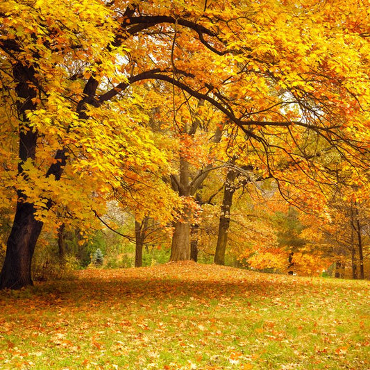 Golden Canopy ( NAT 119 )