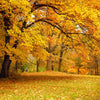 Golden Canopy ( NAT 119 )