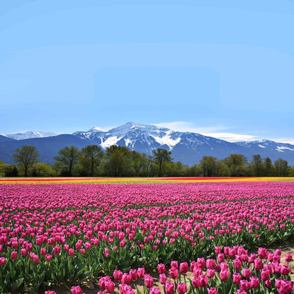 Tulips & Peaks ( NAT 121 )