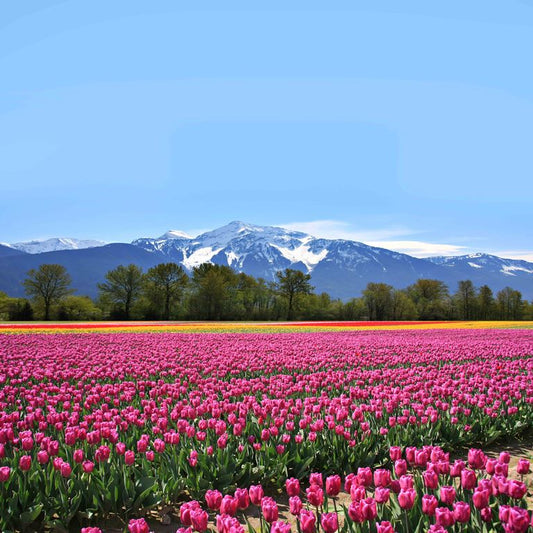 Tulips & Peaks ( NAT 121 )