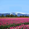 Tulips & Peaks ( NAT 121 )