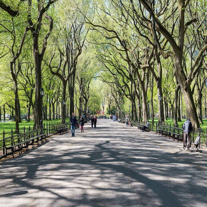 Central Park Stroll ( NAT 126 )