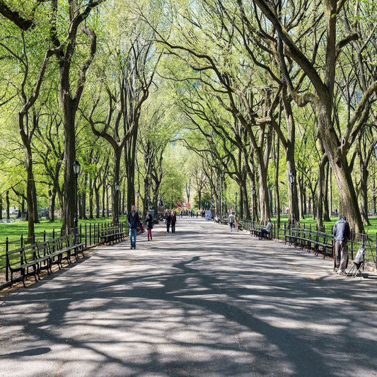 Central Park Stroll ( NAT 126 )