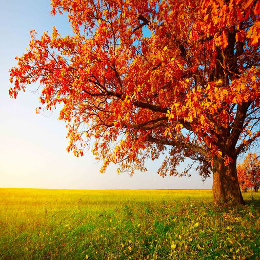 The Golden Oak ( NAT 129 )