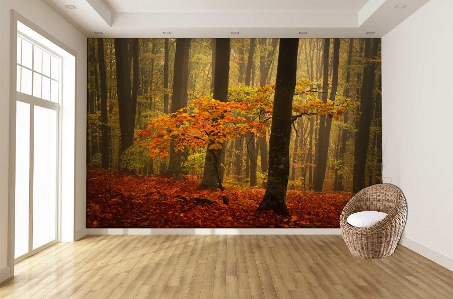 misty forest glow ( nat 130 )