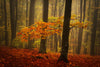 Misty Forest Glow ( NAT 130 )