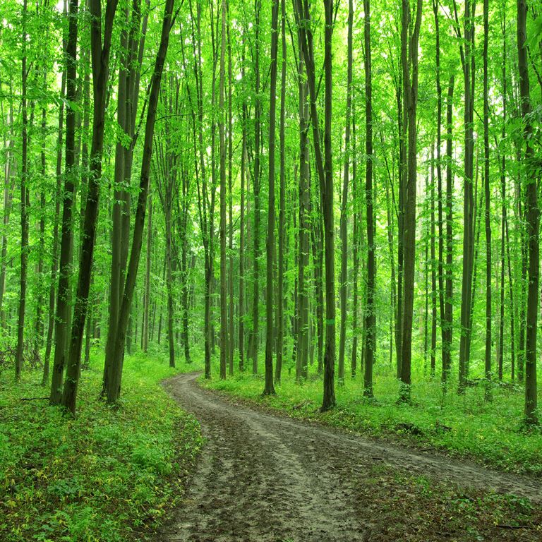 emerald forest path ( nat 131 )