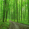 Emerald Forest Path ( NAT 131 )