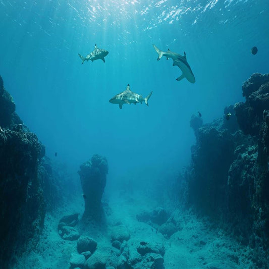 Prowling Reef Sharks ( NAT 132 )
