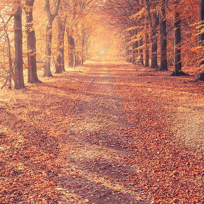 Autumn Forest Path ( NAT 146 )
