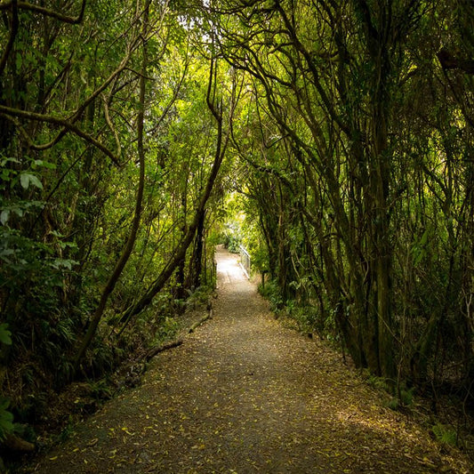 Enchanted Forest Path ( NAT 158 )