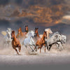Galloping Stallions ( WLF 100 )