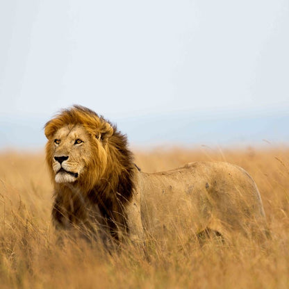 Vast Savannah Majesty ( WLF 101 )