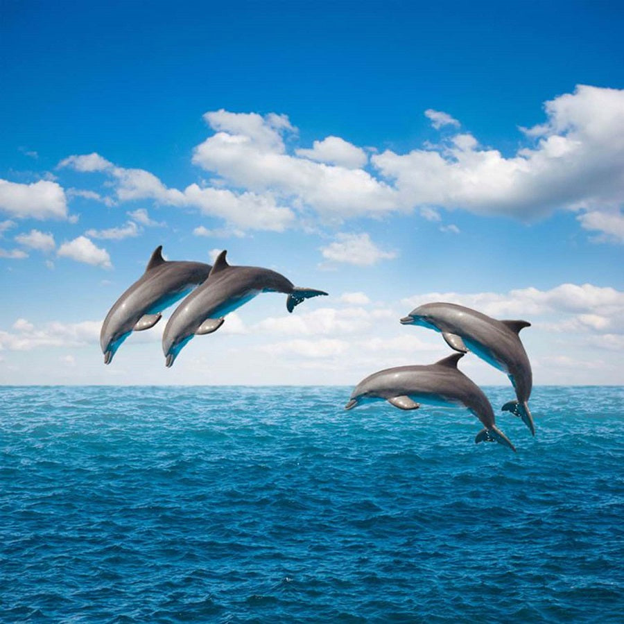 ocean symphony ( wlf 102 )