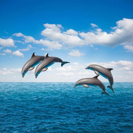 Ocean Symphony ( WLF 102 )